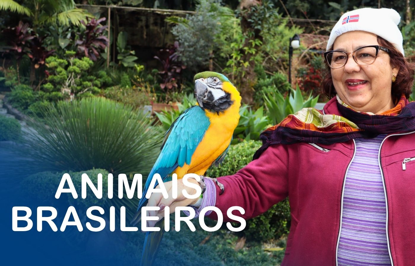 Animais Brasileiros